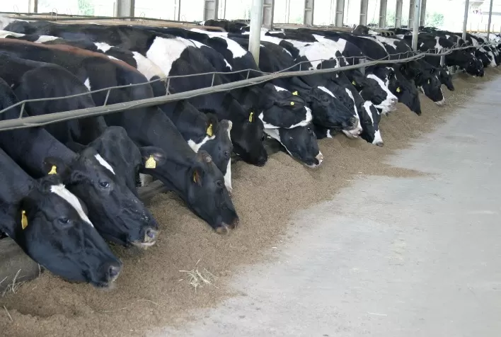 Brasil acelera uso de aditivos naturais na nutrição animal e reforça transição global sem antibióticos promotores de crescimento